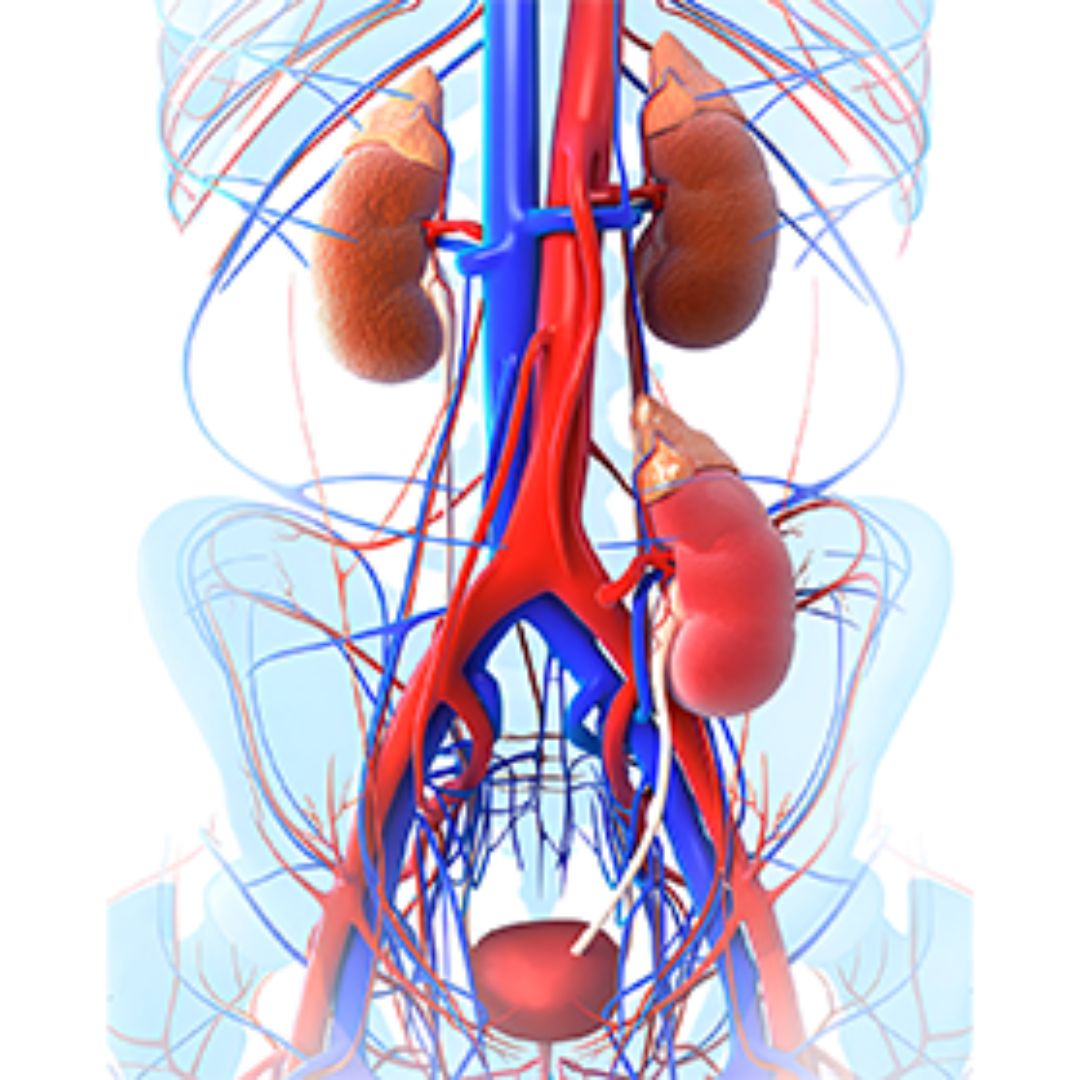 Kidney specialist in Shahibaug

